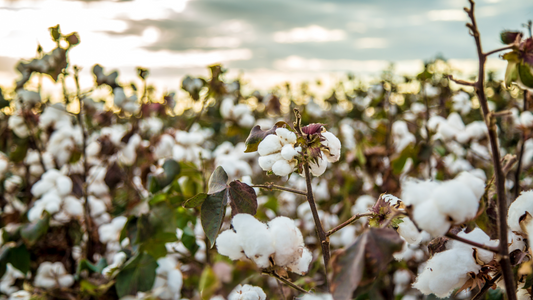 Exploring the Diversity of Organic Cotton: Types and Benefits